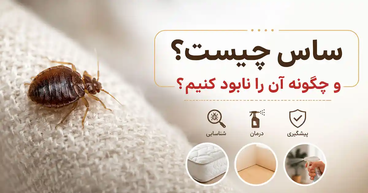 نابودی ساس