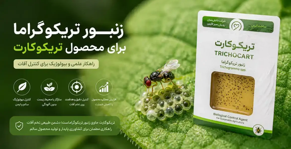زنبور تریکوگراما ضد آفت کرم ساقه خوار برنج