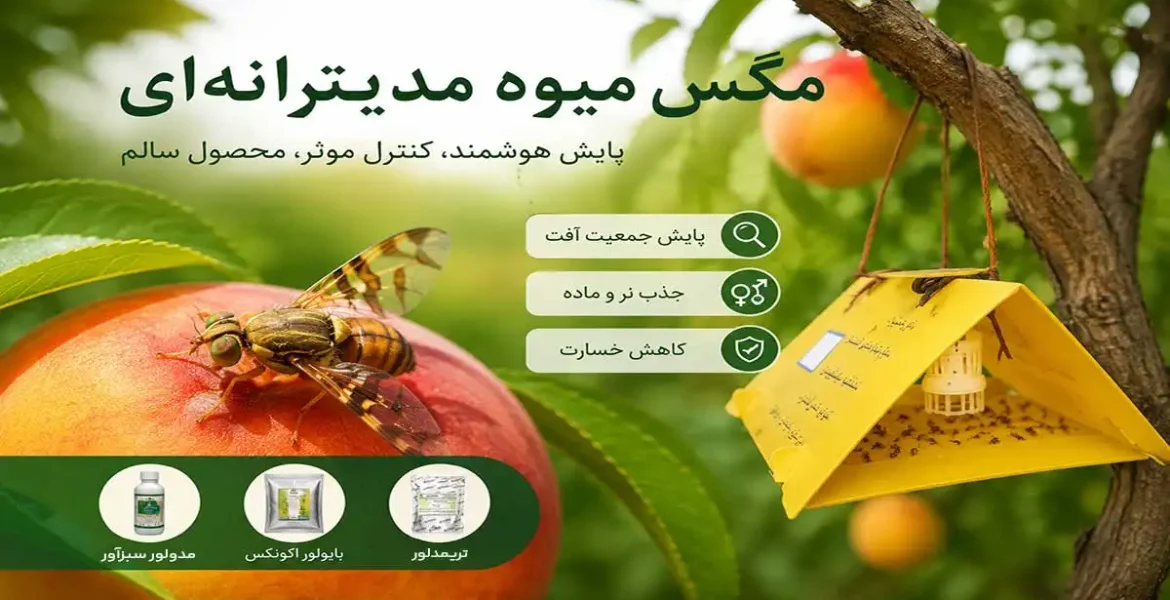 مگس میوه مدیترانه‌ ای